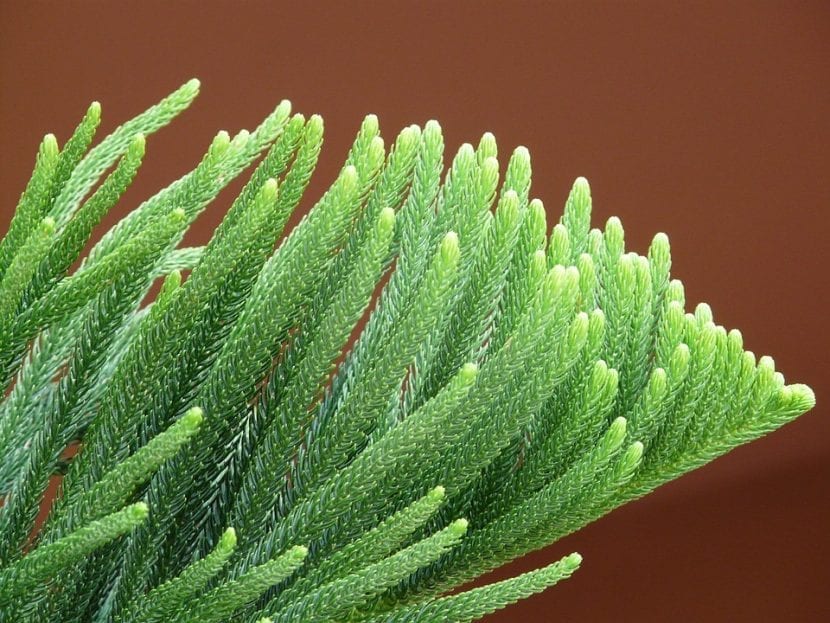 Detalle de las hojas aciculares y blandas de la araucaria de Norfolk