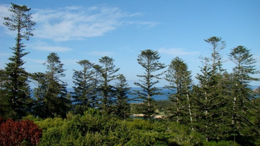 Bosque de Araucaria heterophylla en su hábitat costero