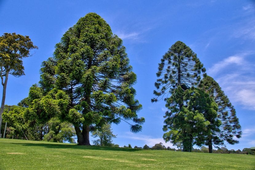 Follaje de Araucaria bidwillii, el bunya-bunya