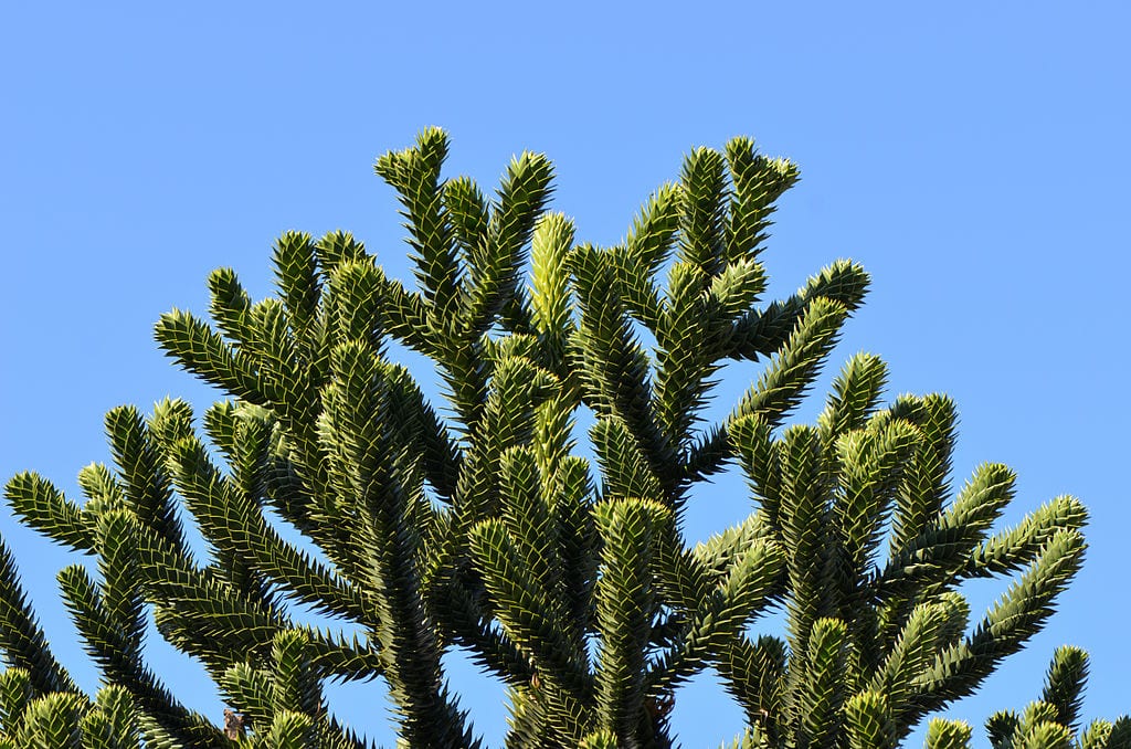 Araucaria: especies, rusticidad y cuidados en el jardín