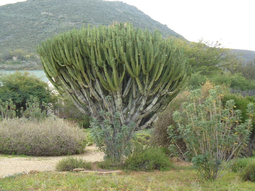 Árbol candelabro alto con ramas verdes anguladas