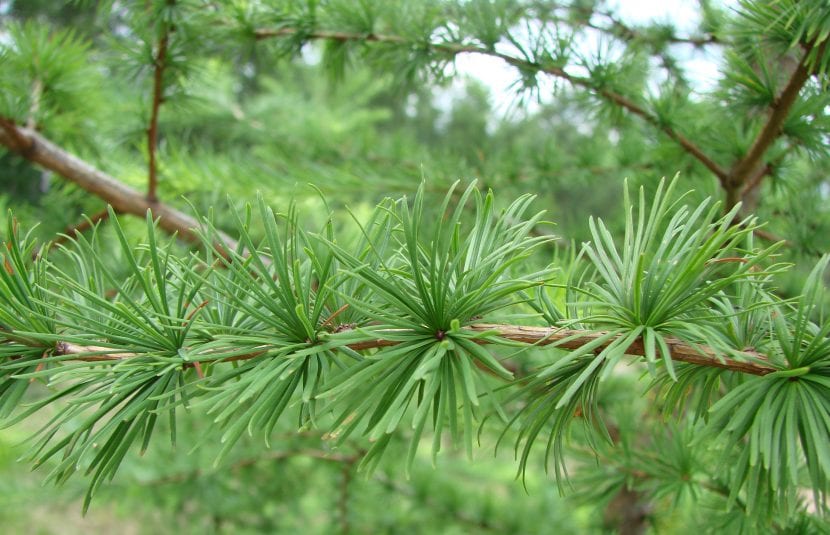 Acículas agrupadas en fascículos de Larix decidua, el alerce europeo