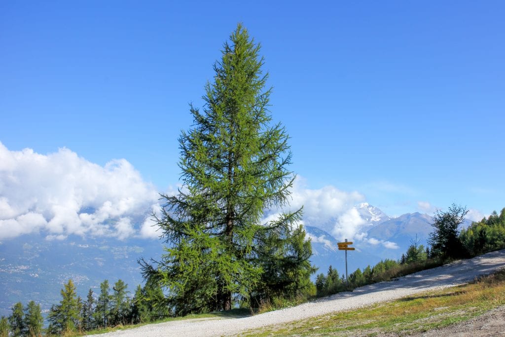Alerce (Larix): especies, clima que necesita y cuidados del cultivo