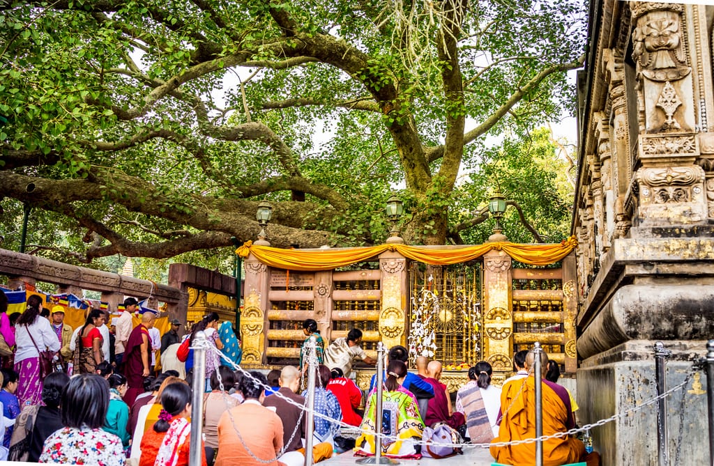 Árbol de Bodhi adulto con copa amplia