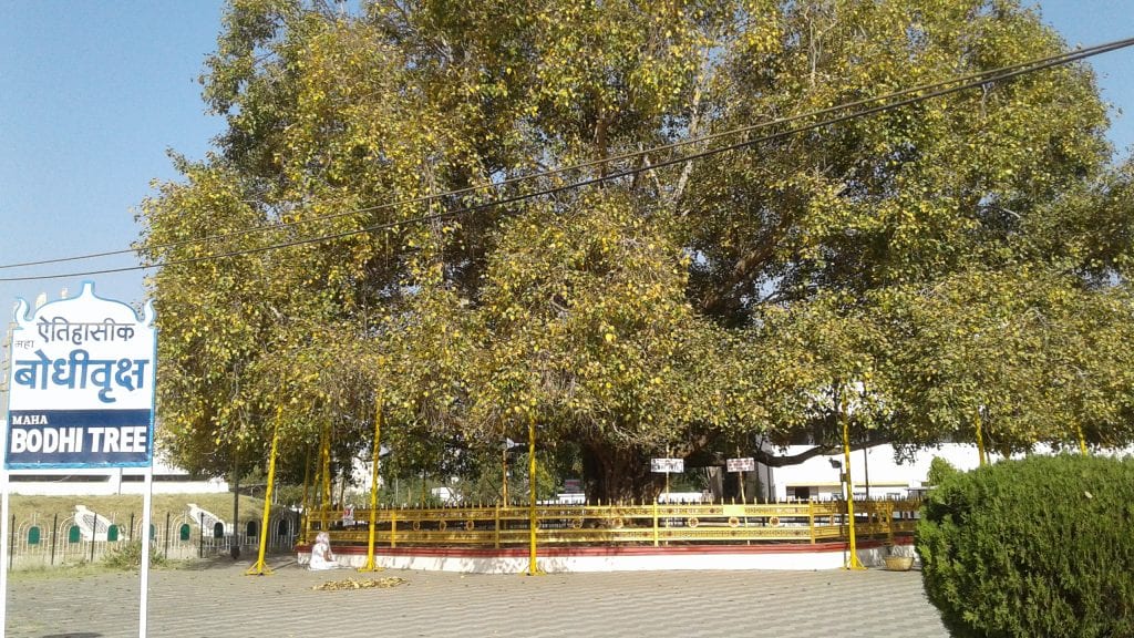 Árbol de Bodhi (Ficus religiosa): historia y cultivo