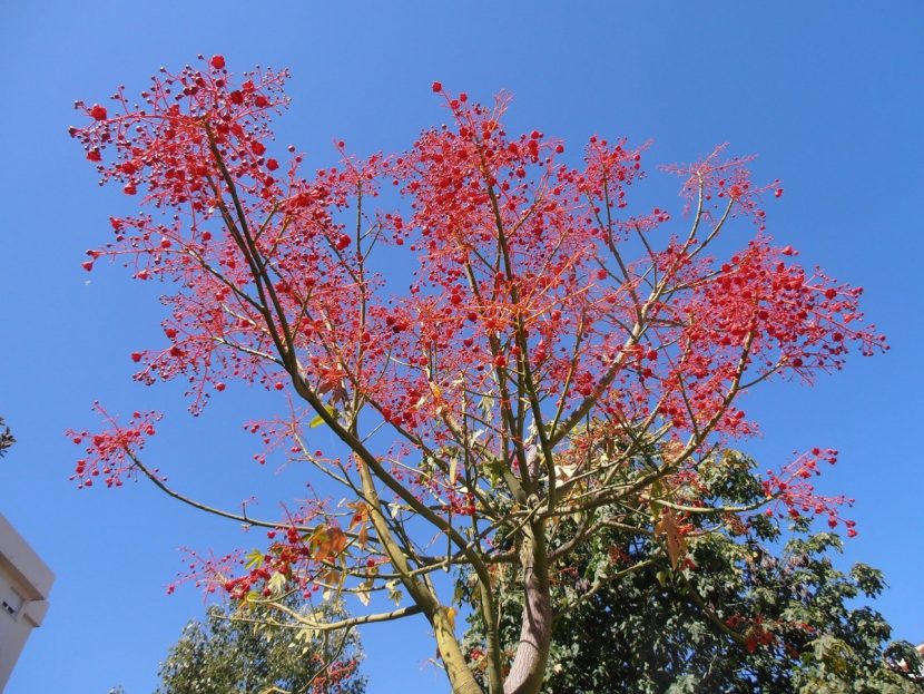 Árbol de fuego o Brachychiton acerifolius en flor