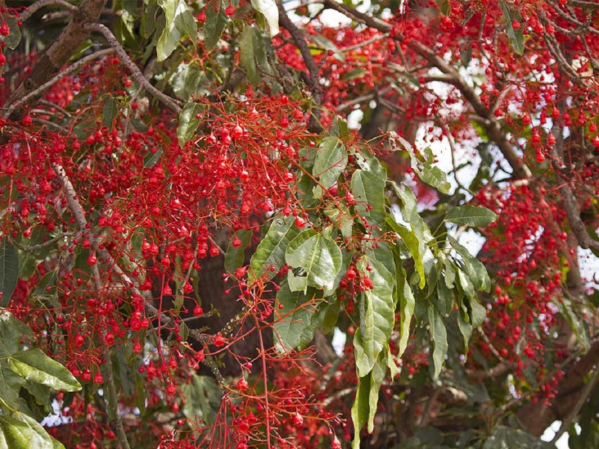 Árbol de fuego (Brachychiton acerifolius): guía de cultivo