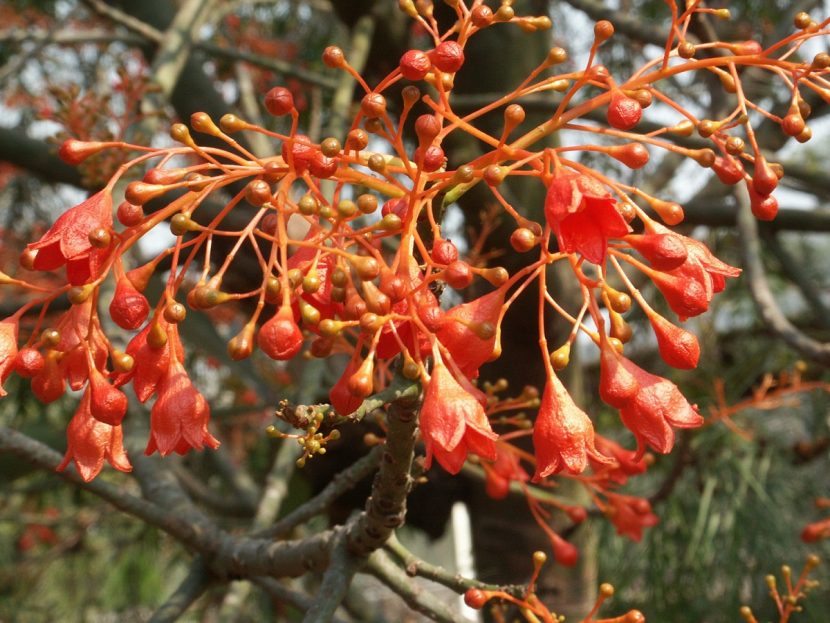 Flores rojas y acampanadas del árbol de fuego