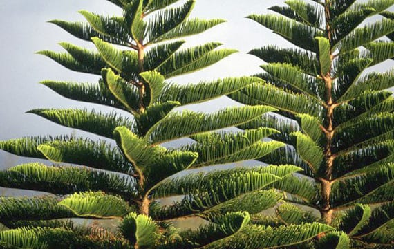 Araucaria heterophylla, la conífera de interior usada como árbol de Navidad