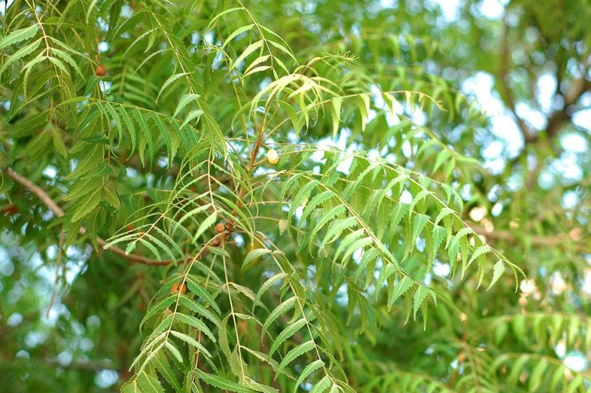 Ejemplar adulto de árbol de neem con su copa densa y redondeada