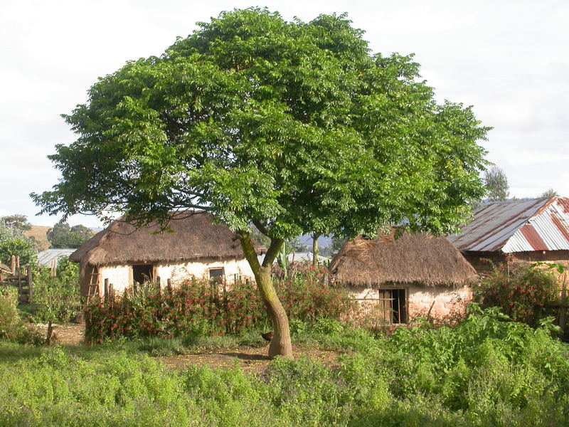 Árbol de neem: cuidados, cultivo en maceta y aceite