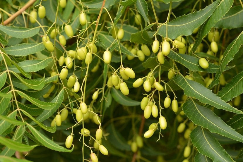Frutos del árbol de neem, drupas amarillas de las que se extrae el aceite