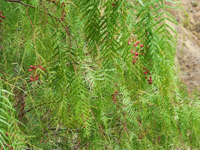 Árbol de pimienta Schinus molle con sus ramas colgantes y follaje fino
