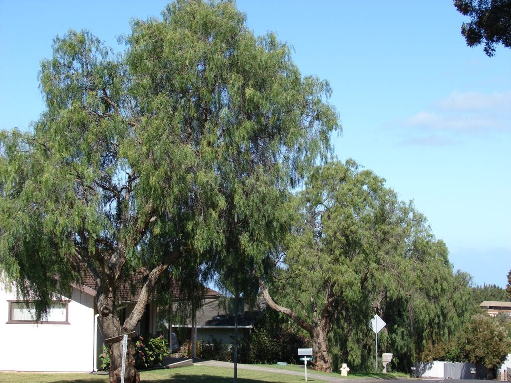 Árbol de pimienta (Schinus molle): cuidados y advertencias