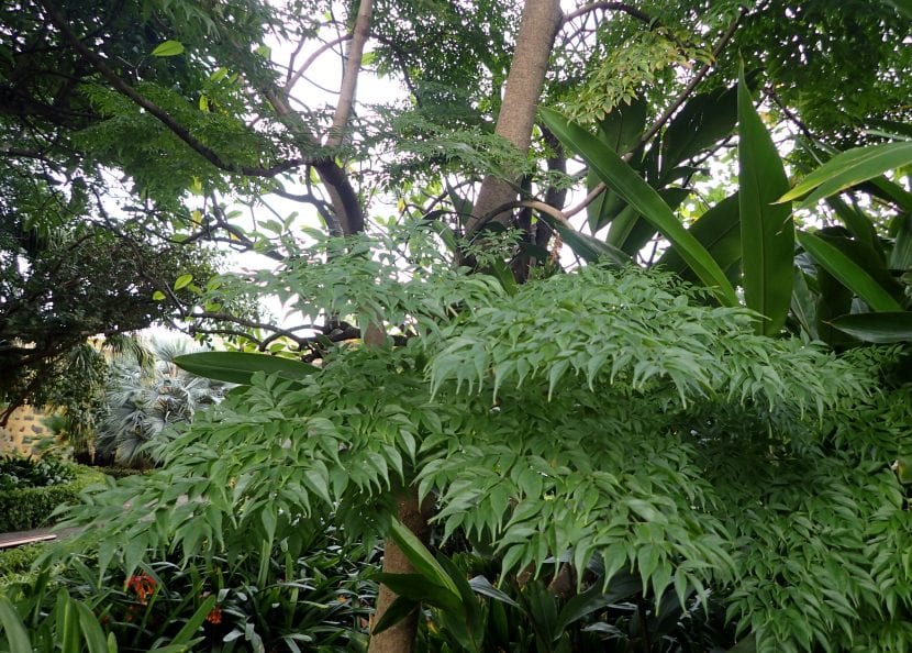 Follaje bipinnado y brillante del árbol de serpiente, Radermachera sinica
