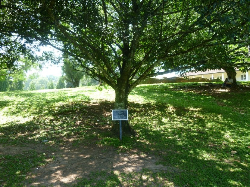 Ejemplar de Diospyros ebenum, el árbol del ébano