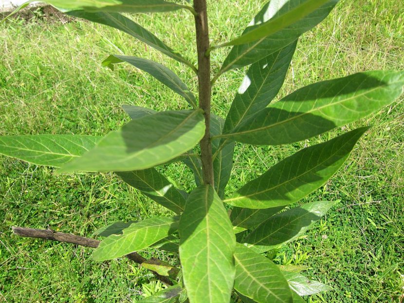Hojas brillantes y coriáceas del árbol de ébano