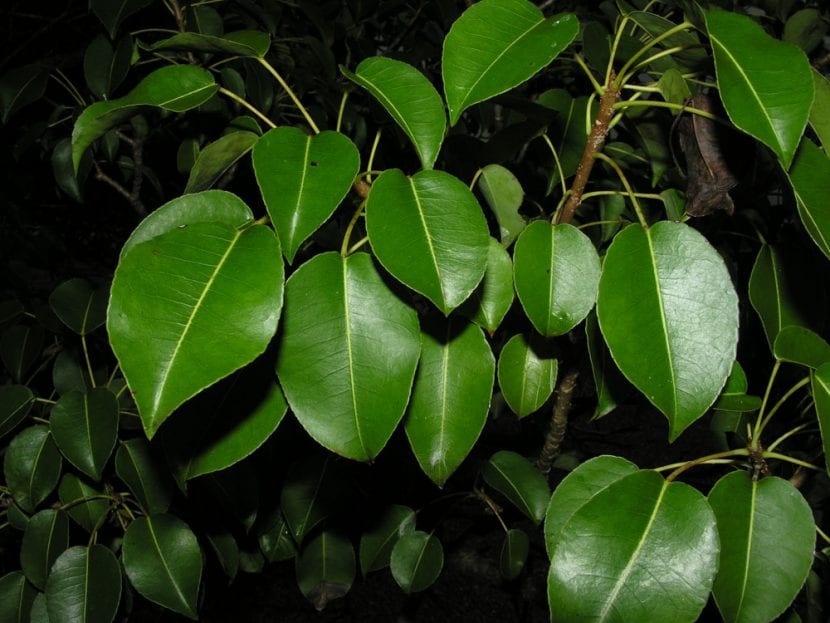Hojas brillantes del manzanillo de la muerte