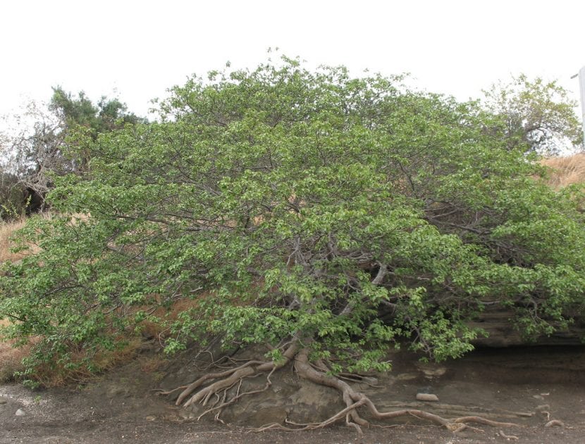 Ejemplar de Hippomane mancinella o manzanillo de la muerte