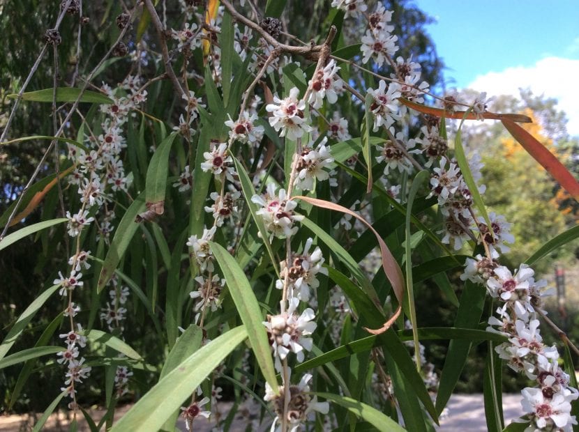 Ejemplar adulto de Agonis flexuosa o árbol pipermint