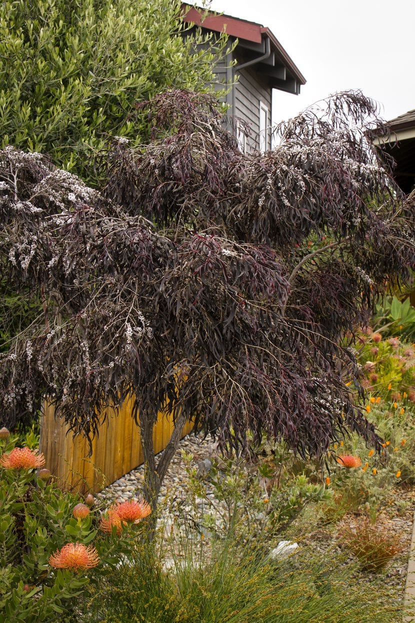 Follaje oscuro del cultivar After Dark del árbol pipermint