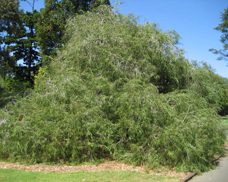 Árbol pipermint (Agonis flexuosa): cultivo y cuidados