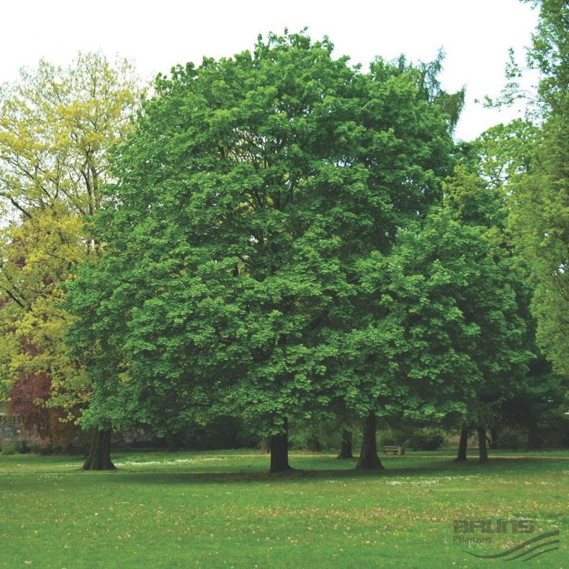 Ejemplar de Acer platanoides con la hoja dorada