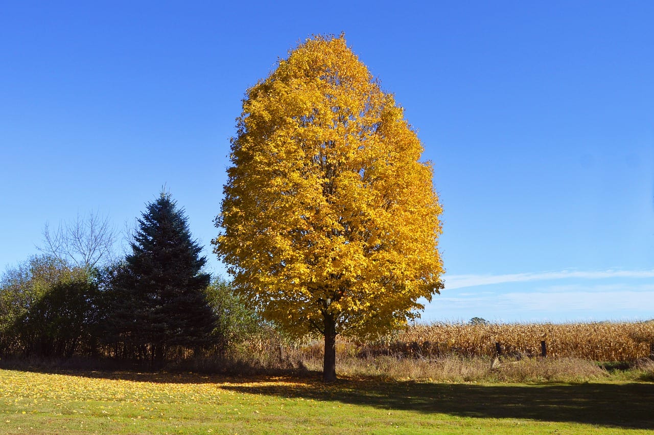 Árboles amarillos en otoño: 10 especies para el jardín