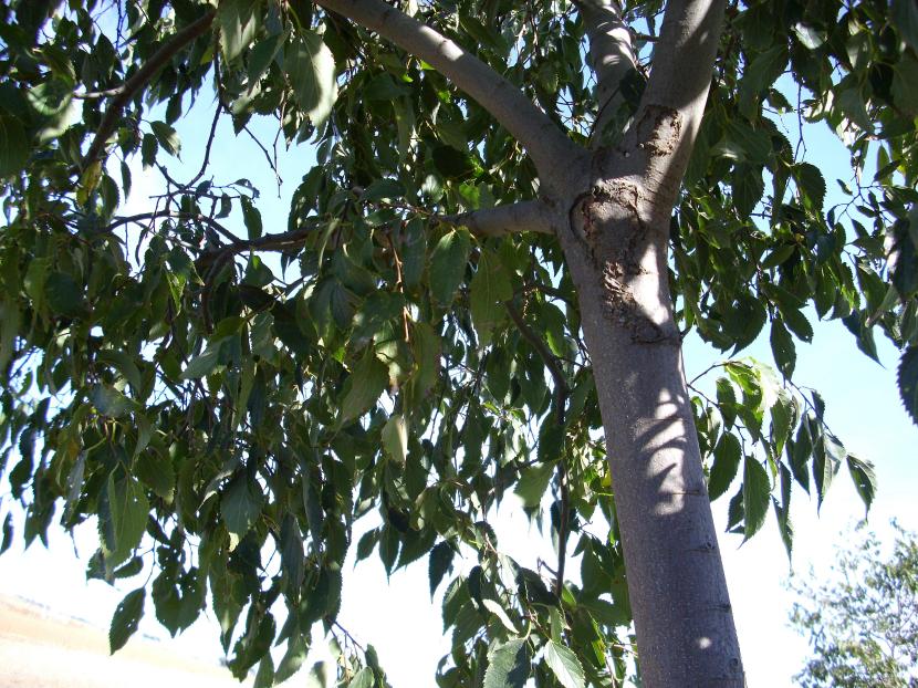 Celtis australis o almez, árbol adaptado a suelos arcillosos y calizos