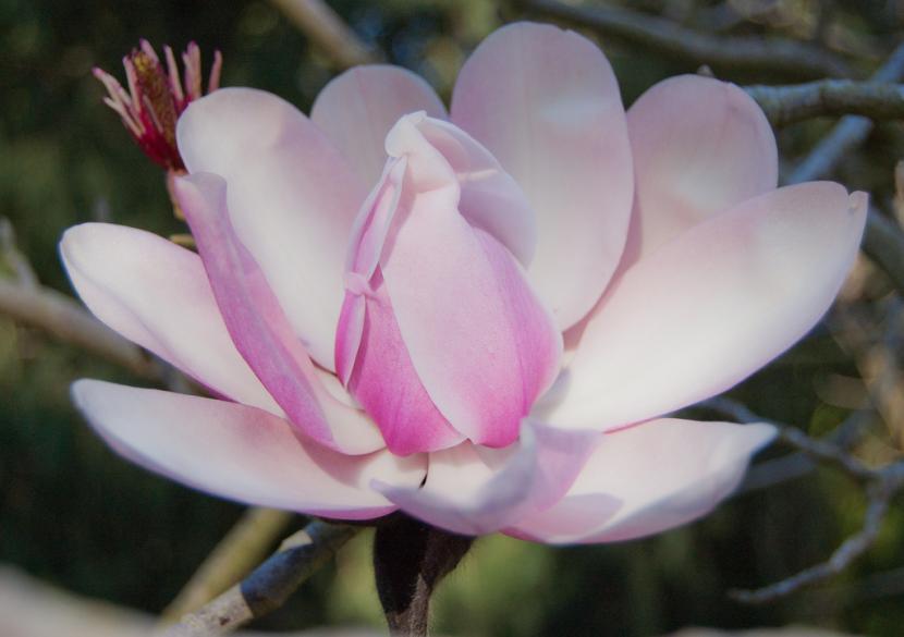 Árboles de flor: cuál plantar según clima, suelo y color