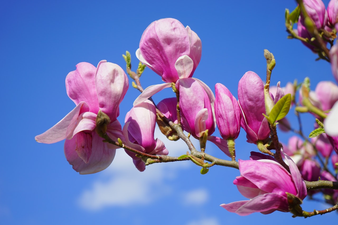 Árboles con flores grandes: especies, clima y suelo