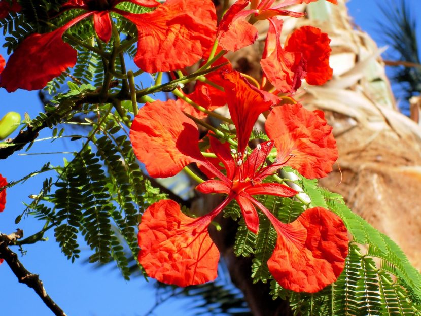 Copa de flamboyán, Delonix regia, cubierta de flores rojas