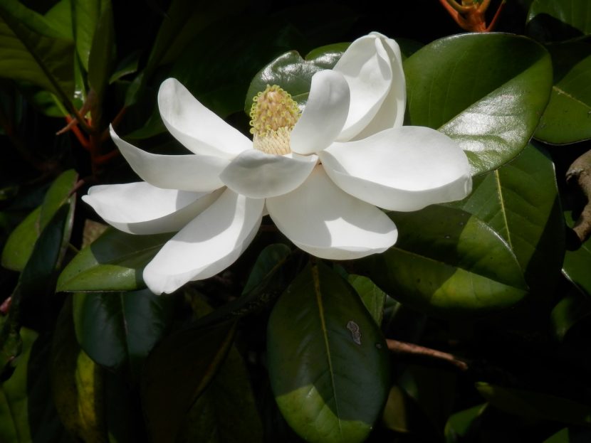 Flor de Magnolia grandiflora abierta entre hojas coriáceas