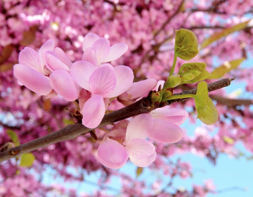 Ramas y tronco de Cercis siliquastrum cubiertos de flores rosas