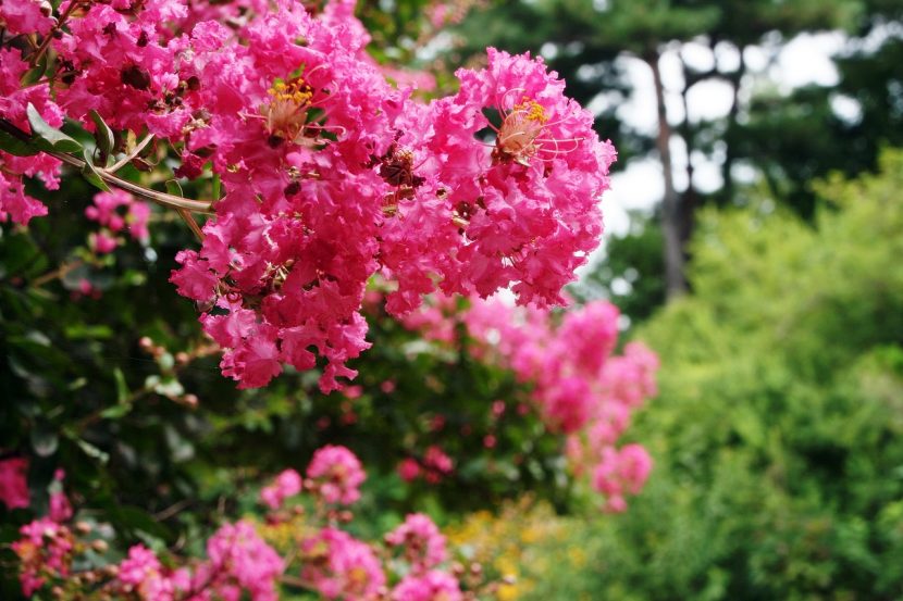 Panículas rosas de Lagerstroemia indica en flor