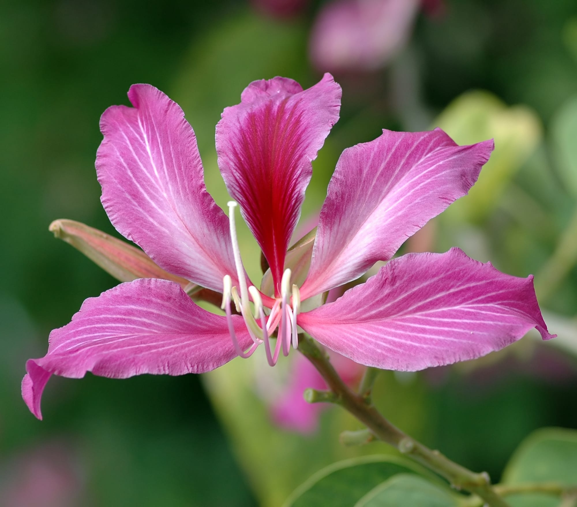 Árboles con flores: cuáles elegir y dónde plantarlos
