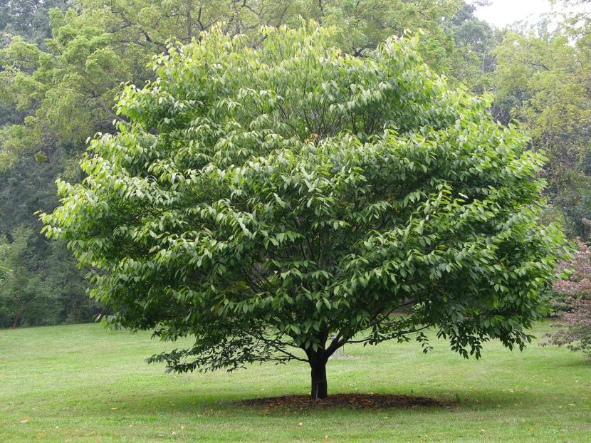 Hojas de Acer carpinifolium, el arce de hoja de carpe