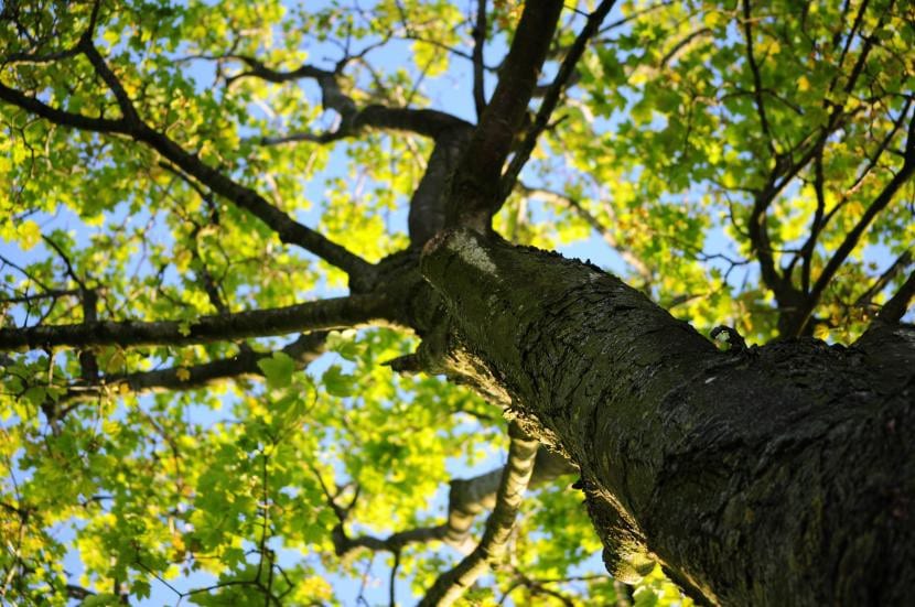 Árbol de hoja caduca dando sombra en un jardín