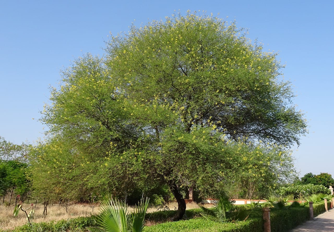 Árboles de hoja perenne y crecimiento rápido para pantalla