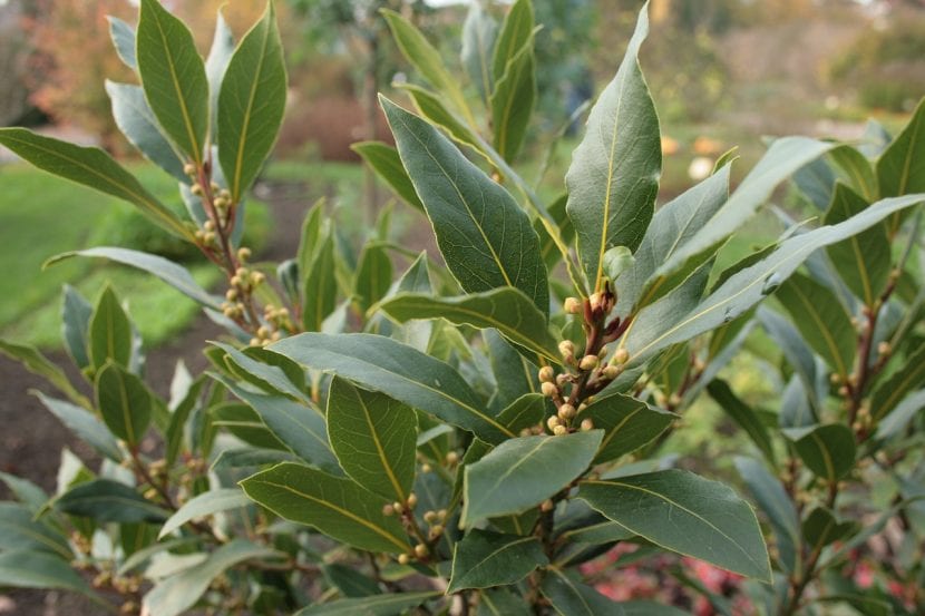 Hojas verdes brillantes de Laurus nobilis