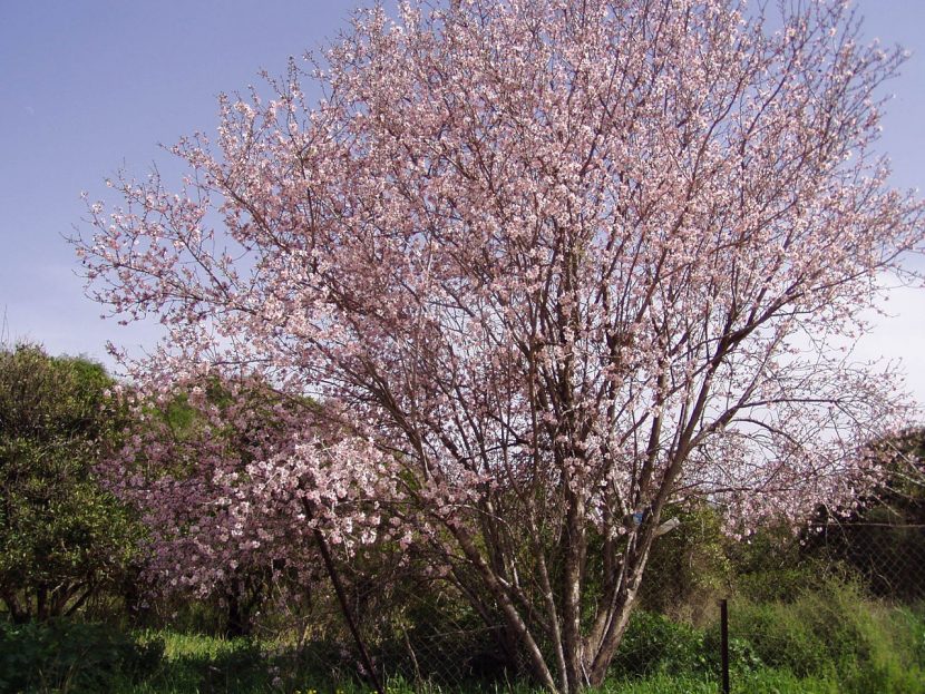 Almendro en flor a pleno sol