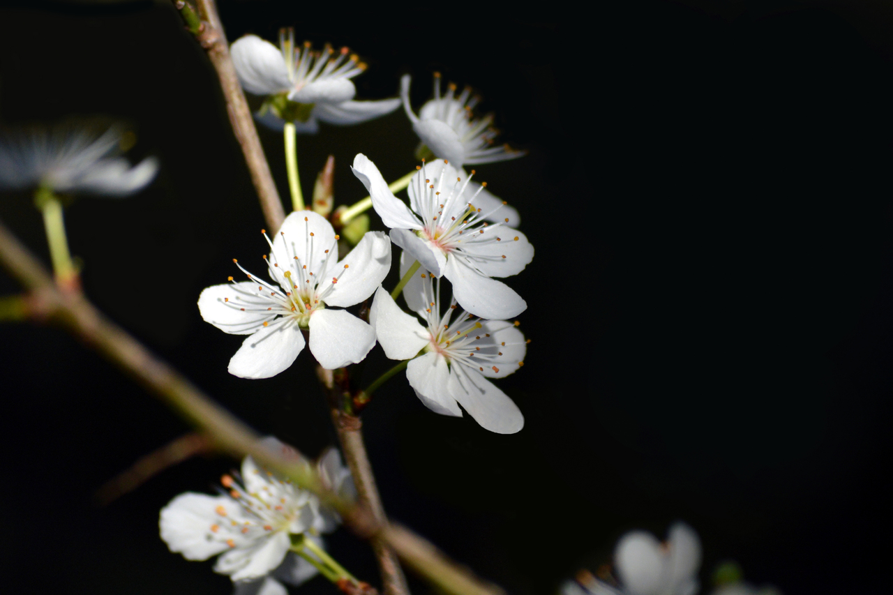 Árboles de poca agua y mucho sol: 7 especies para secano