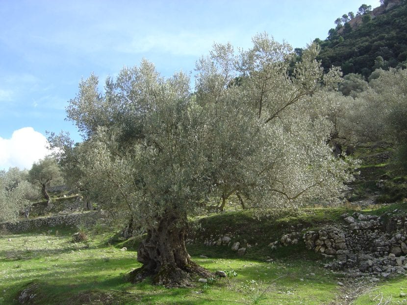 Olivo centenario de tronco retorcido