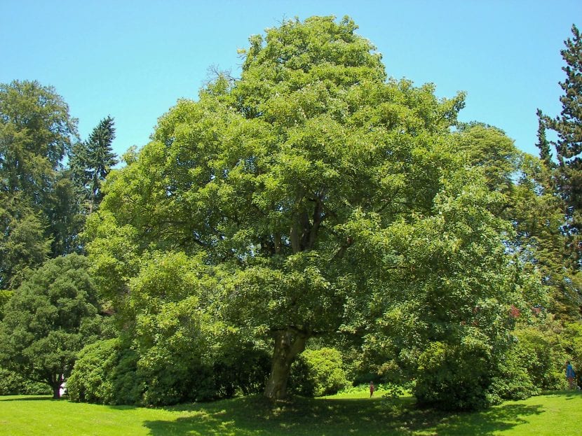 Copa y hojas de Acer pseudoplatanus, el arce blanco o falso plátano