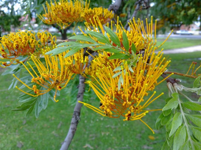 Hojas finamente divididas de Grevillea robusta, el roble sedoso australiano