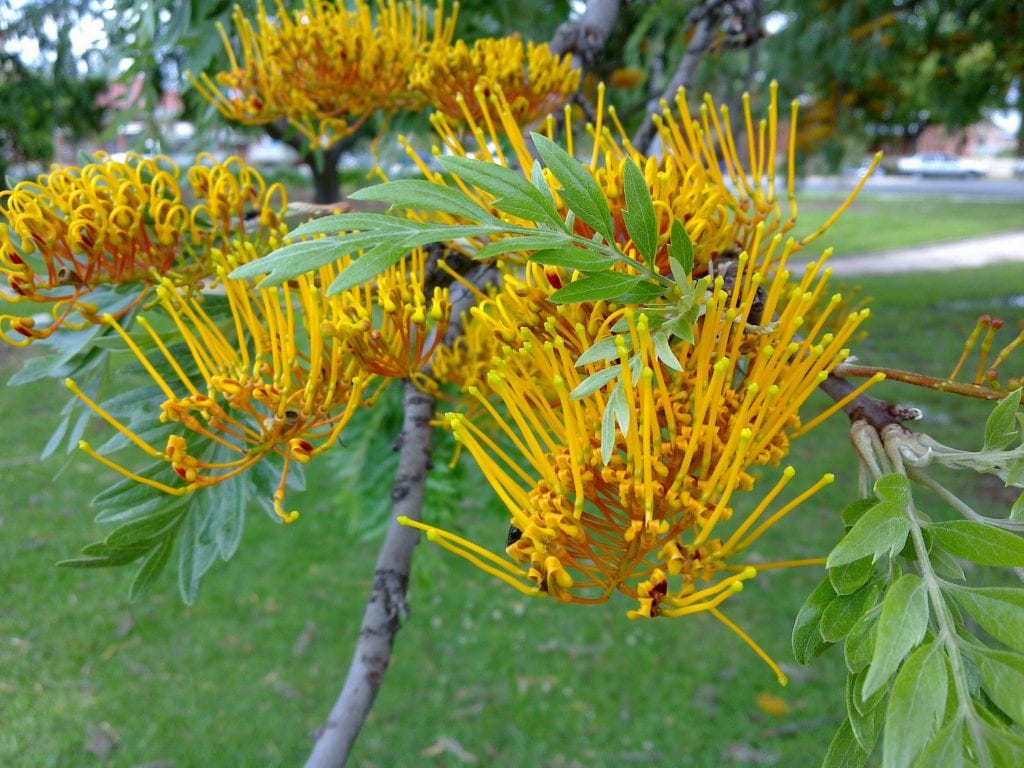 Árboles de sombra de rápido crecimiento: guía de especies