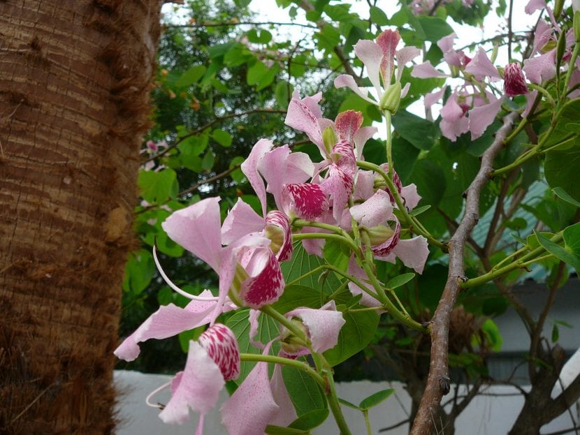 Flores del árbol orquídea, Bauhinia monandra, de pétalos rosados