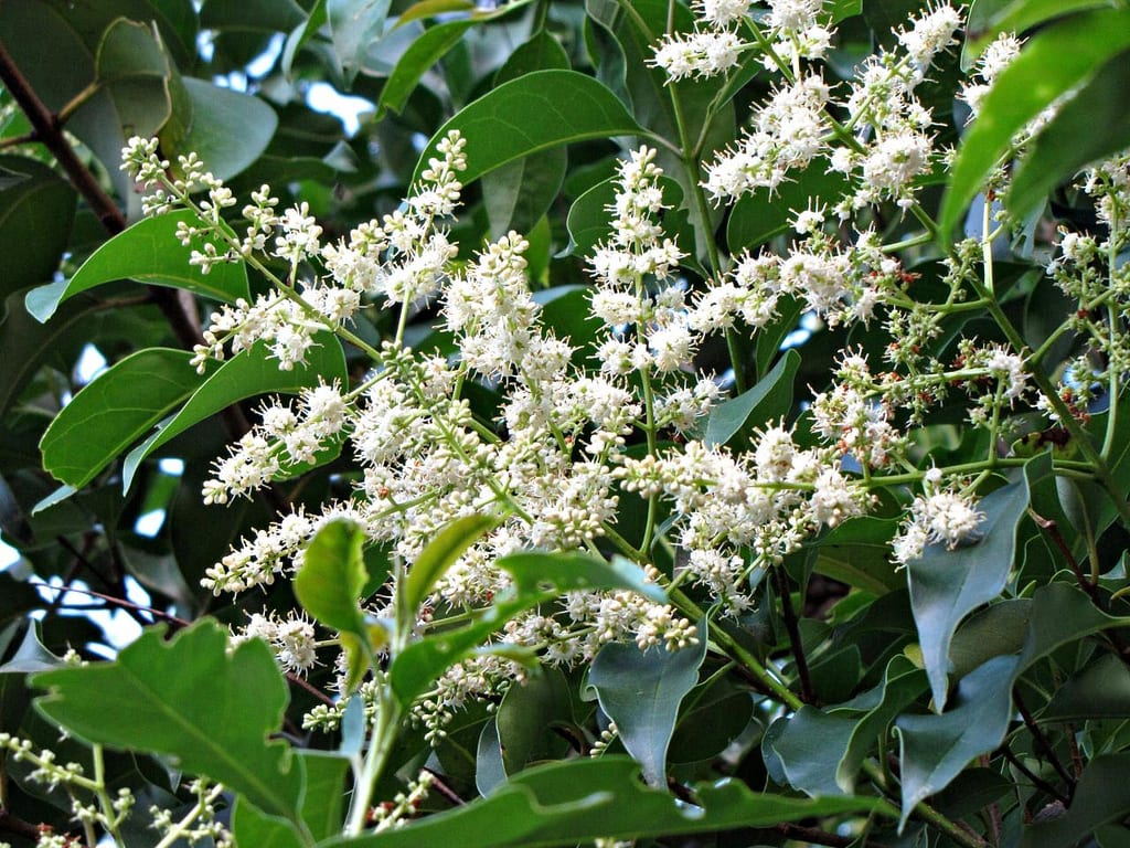 Árboles de sombra con raíces no invasivas para jardín pequeño
