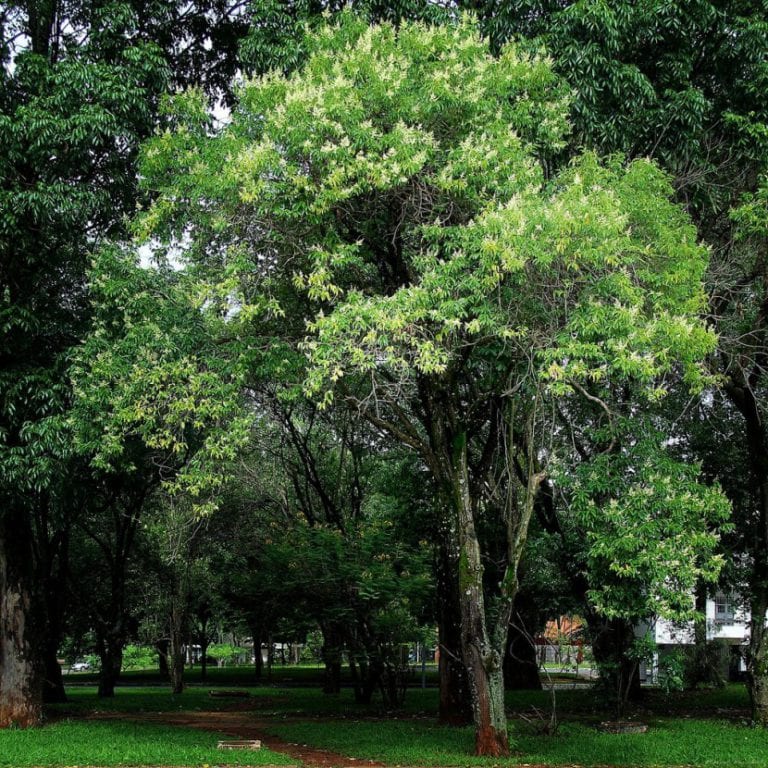 Copa densa y perenne de Ligustrum lucidum, el aligustre del Japón