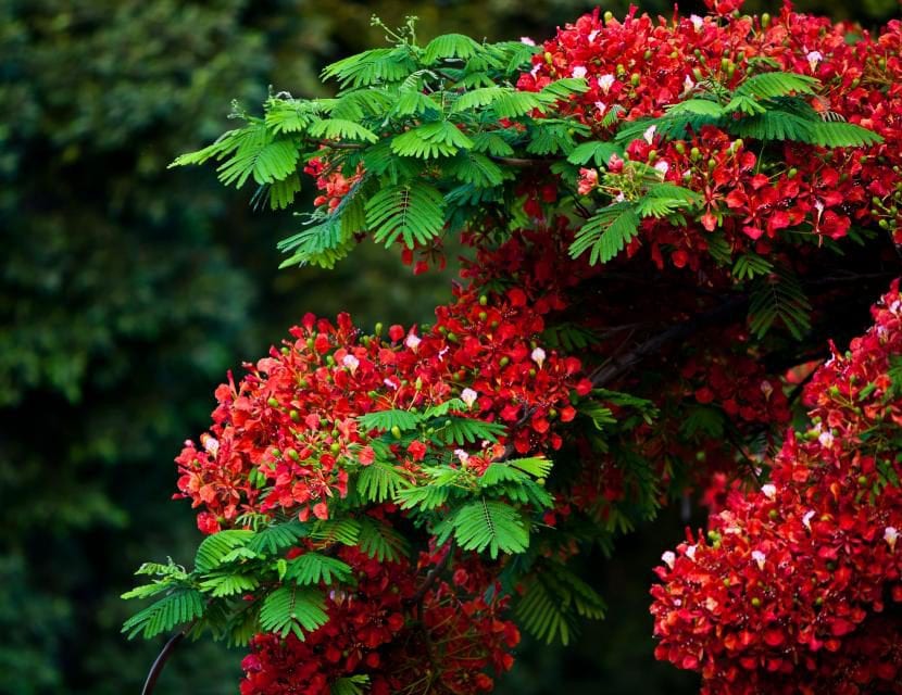 Copa en flor de Delonix regia, el flamboyán